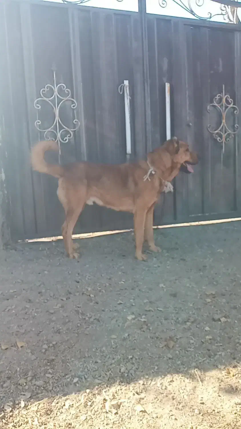 سگ سرابی|سگ|اهر, |دیوار