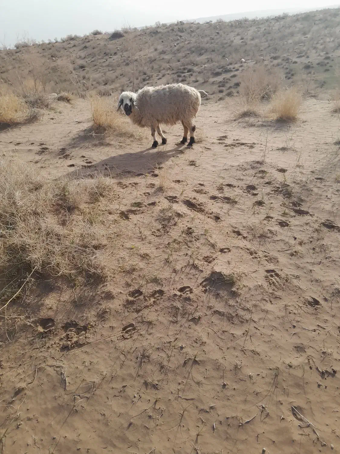 میش زایده|حیوانات مزرعه|زیرکوه, |دیوار