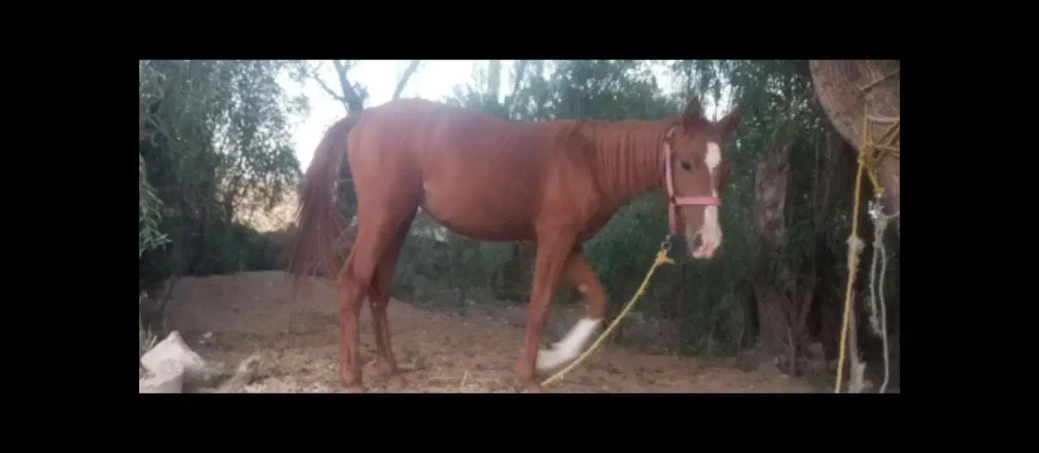 کره اسب مادیان|اسب و تجهیزات اسب‌سواری|نورآباد ممسنی, |دیوار