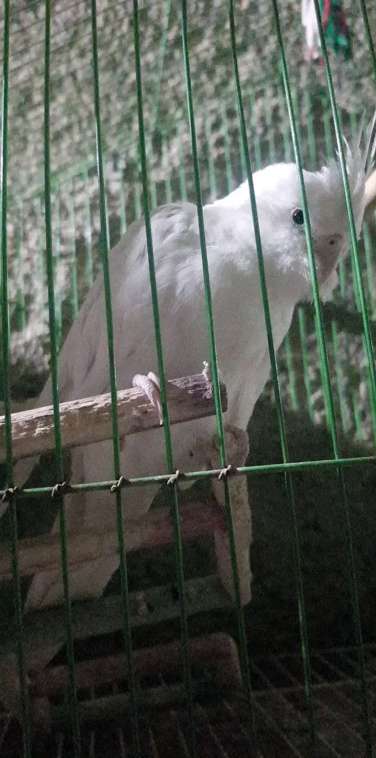 عروس هلندی آلبینو|پرنده|لیکک, |دیوار