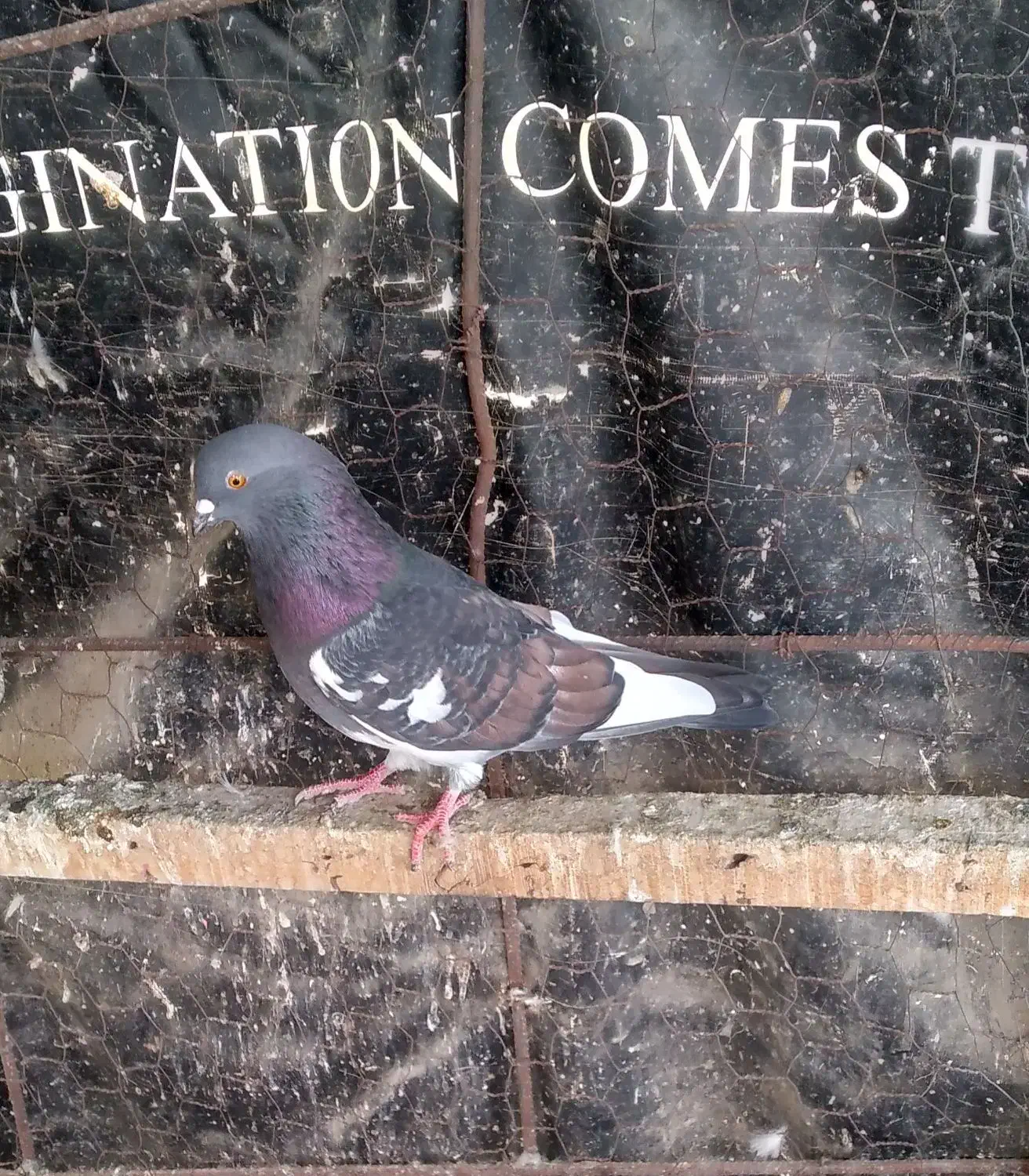 کبوتر|پرنده|پارس‌آباد, |دیوار