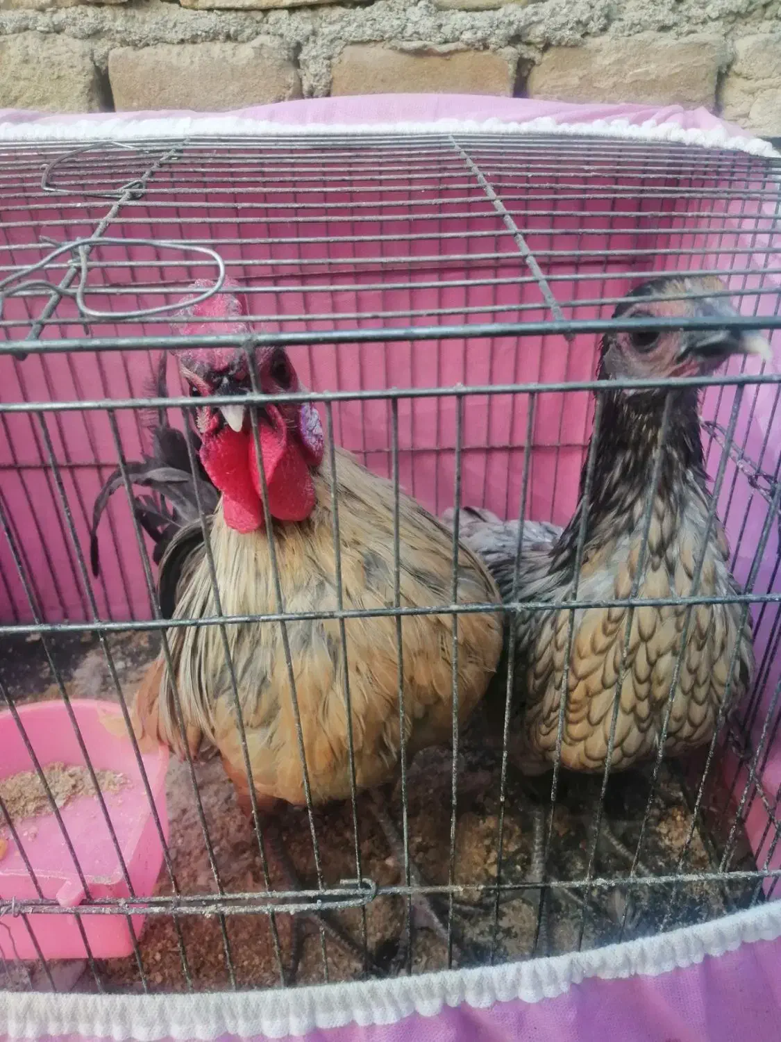 خروس ومرغ مینیاتوری|پرنده|سبزوار, کهنه آب|دیوار