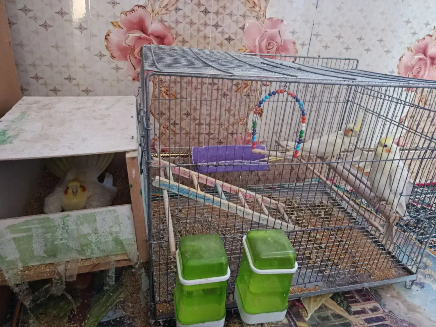 عروس هلندی|پرنده|هامون, |دیوار