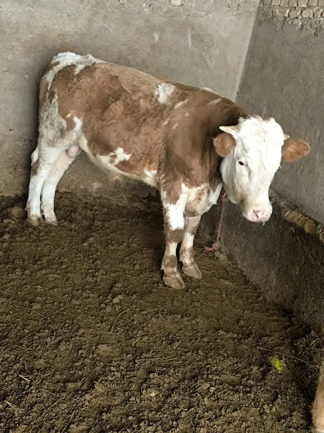 گوساله نر و ماده|حیوانات مزرعه|لالجین, |دیوار