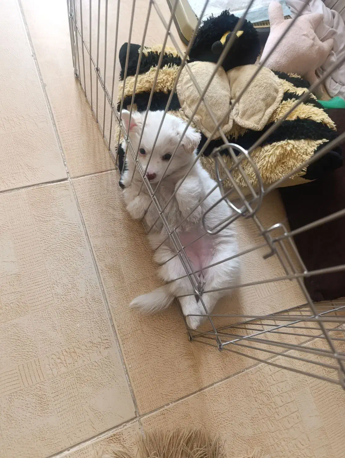 پامر روباهی دوماهه شناسنامه دار  .واکسینه.|سگ|اردبیل, |دیوار