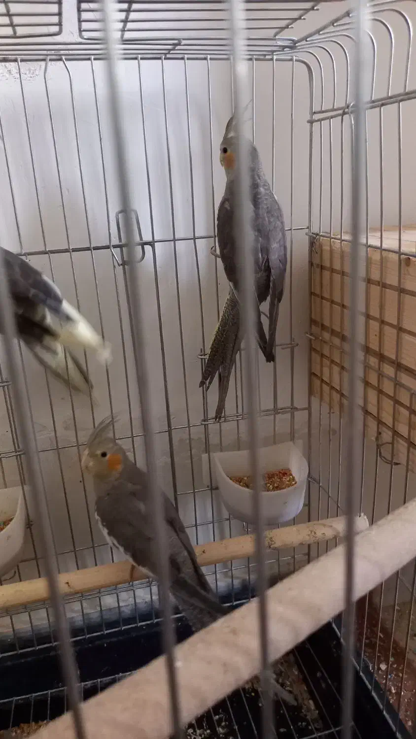 عروس هلندی|پرنده|شیراز, فرودگاه شهید دستغیب شیراز|دیوار