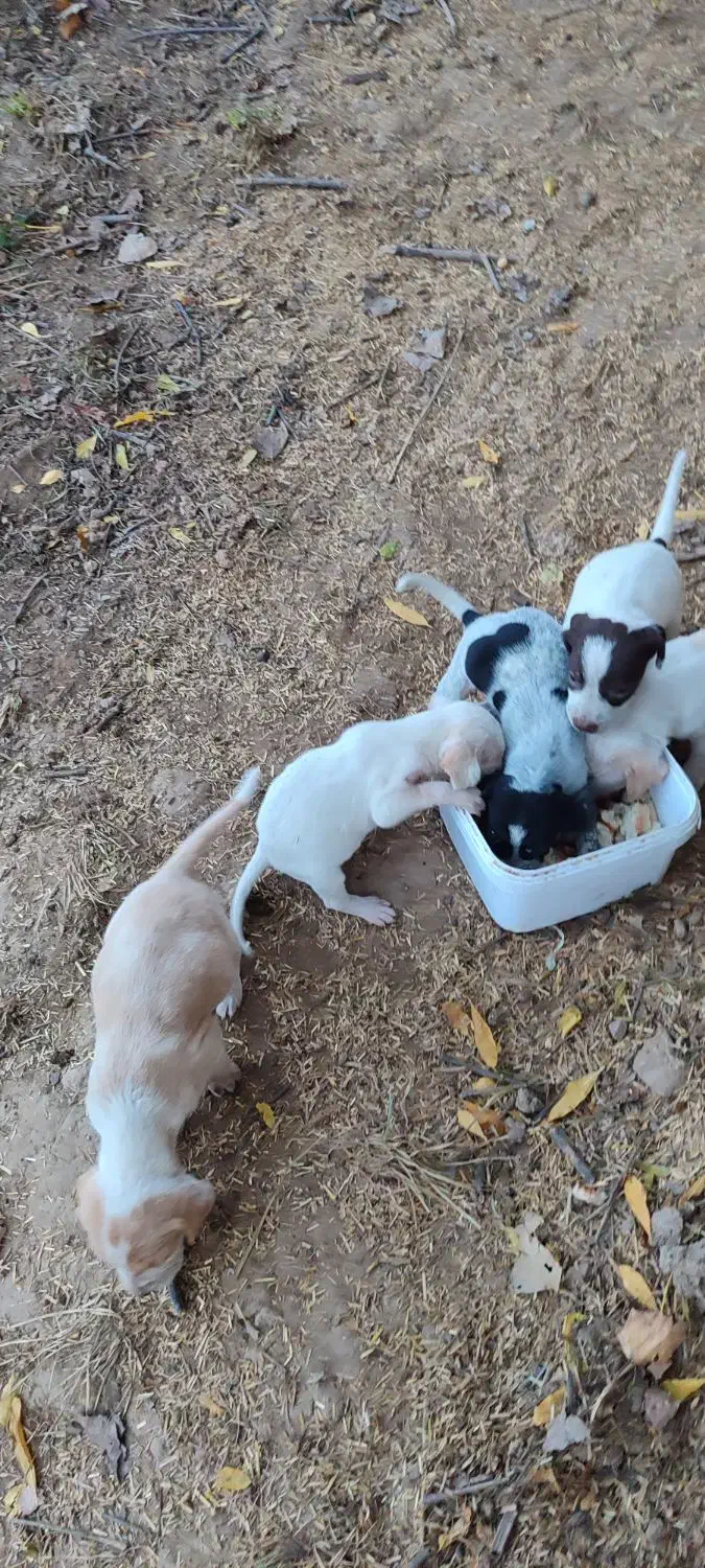 سگ قیمت سه ملیون|سگ|مینودشت, |دیوار