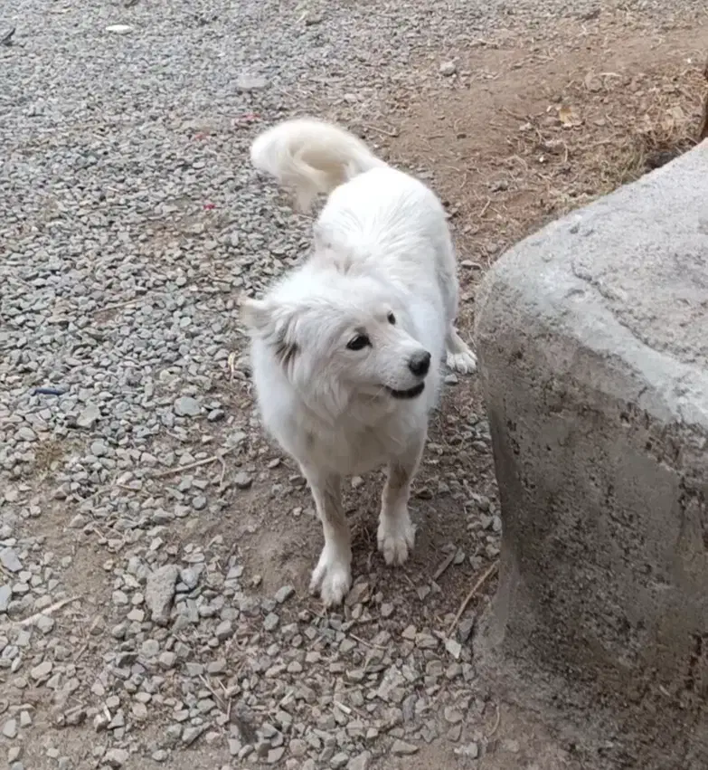 سگ سامویید|سگ|همدان, |دیوار