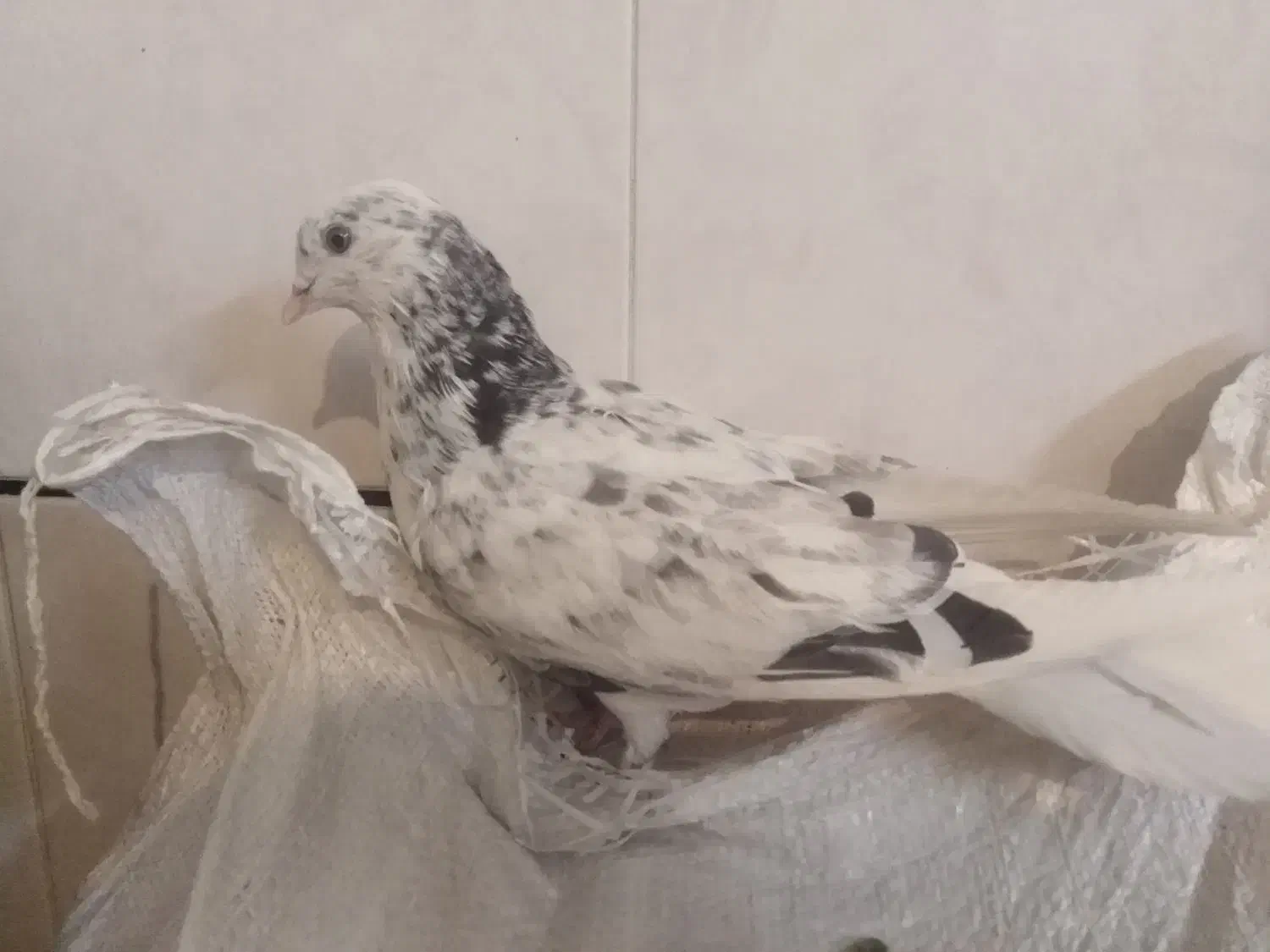 کبوتر مفلق پرشی پشدار نشوندار گرفتنی|پرنده|خمینیشهر, |دیوار