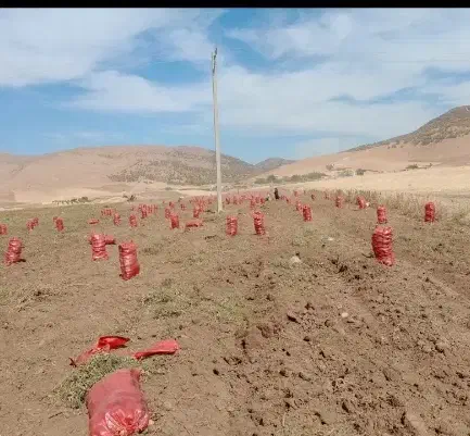 سرکارگر کشاورزی هستم|خدمات باغبانی و درختکاری|خرم‌آباد, |دیوار