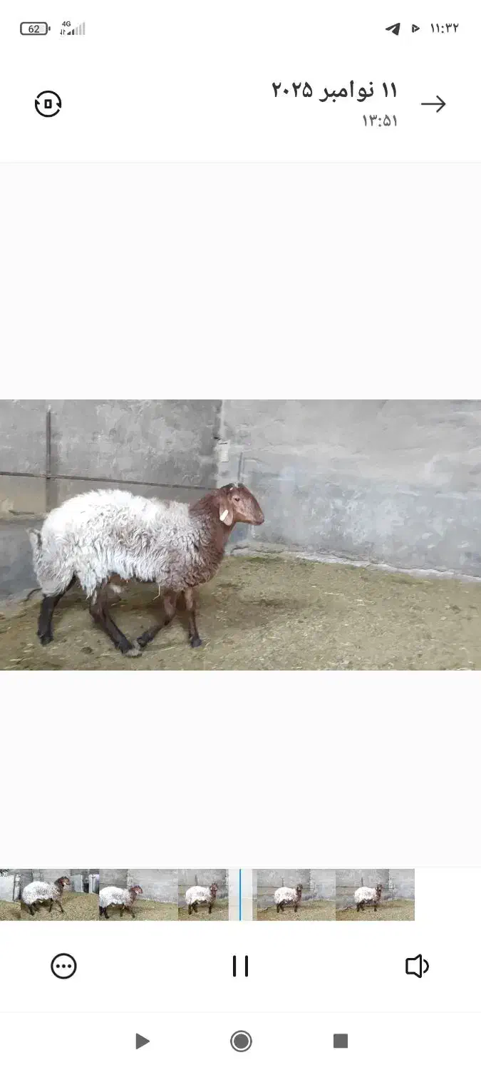 بره نر همو|حیوانات مزرعه|مبارکه, |دیوار