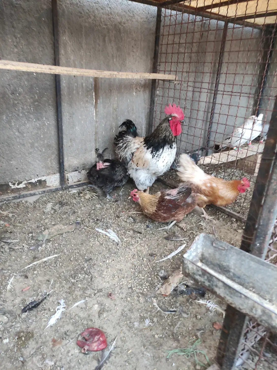 مرغ و خروس محلی|حیوانات مزرعه|بردسکن, |دیوار