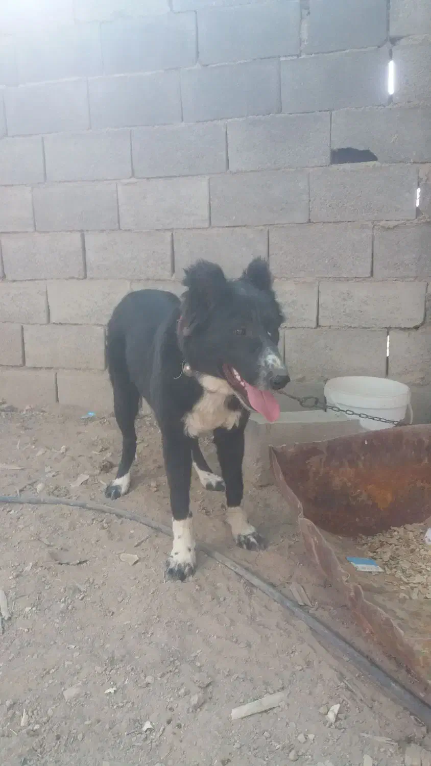 سگ نگهبان|سگ|اصفهان, ابر|دیوار