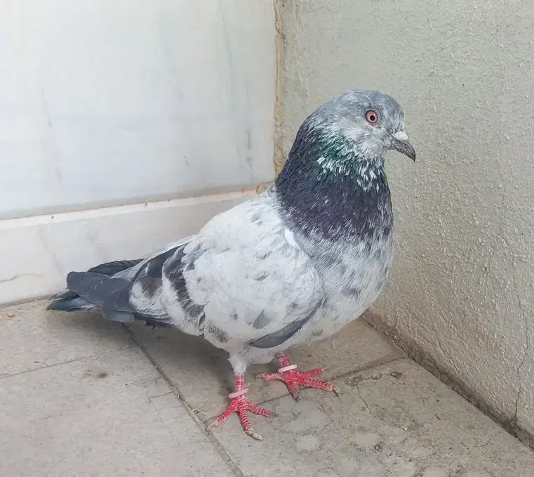 کبوتر  کاسکویی انگلیسی|حیوانات|تهران, ولنجک|دیوار