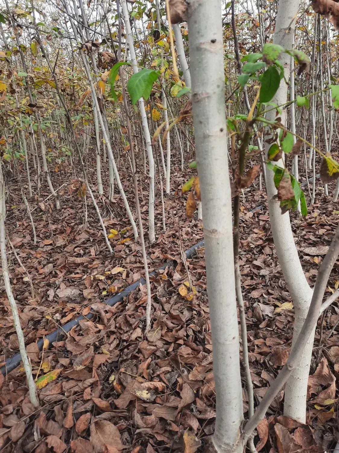 خرمالو گردو|گل و گیاه طبیعی|دلند, |دیوار