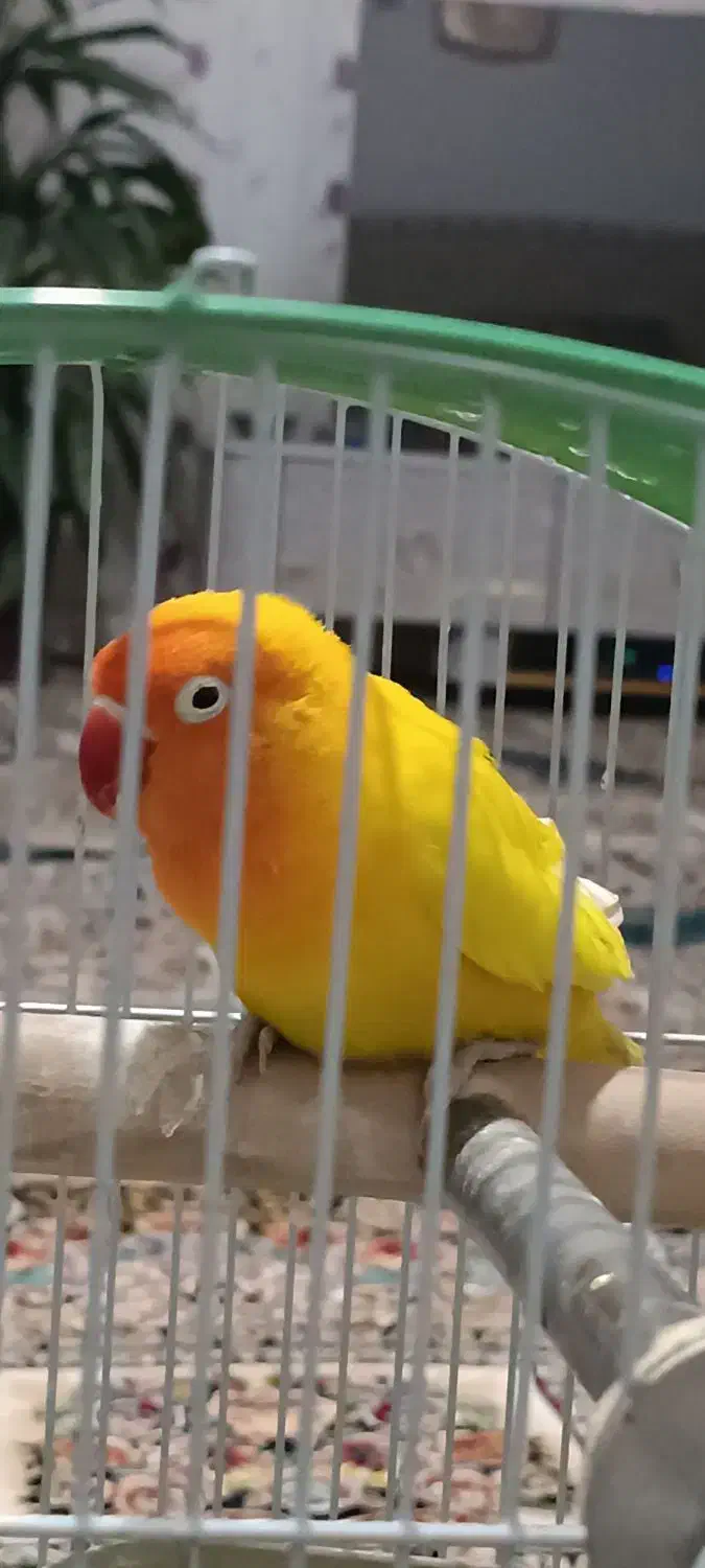 طوطی کوتوله انگلیسی|پرنده|موچش, |دیوار