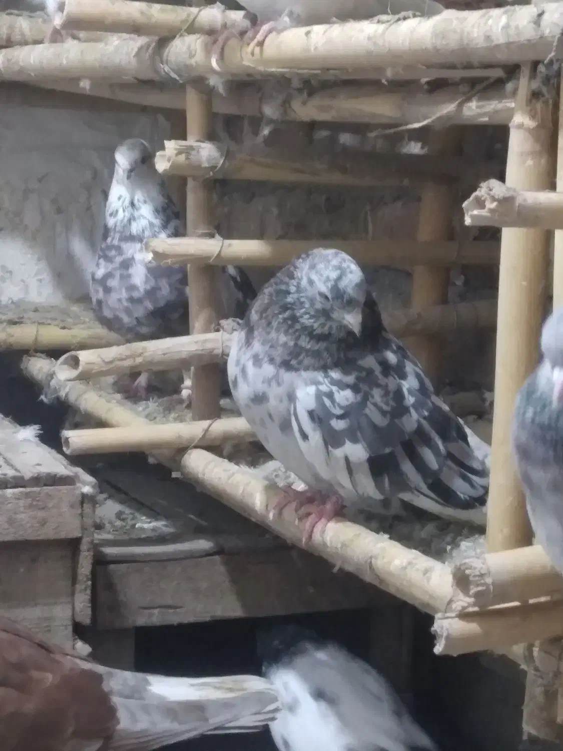 کبوتر تکپر سروردم سفید|پرنده|خان ببین, |دیوار