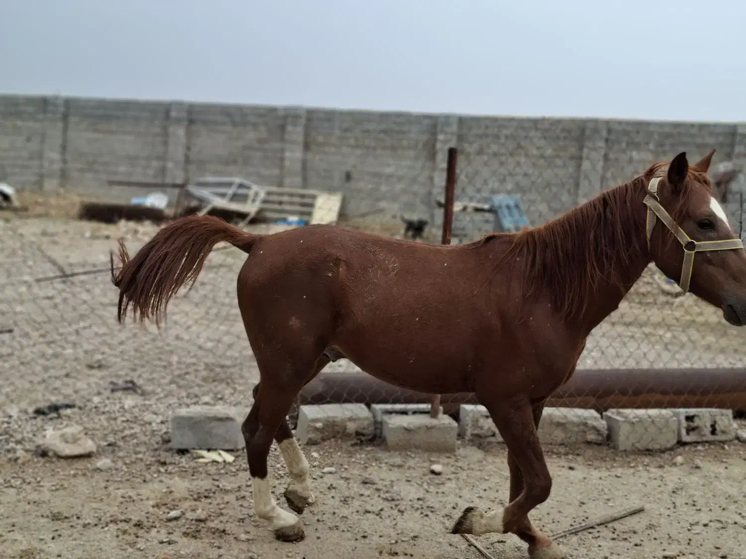 نریان دوساله|اسب و تجهیزات اسب‌سواری|بهبهان, |دیوار