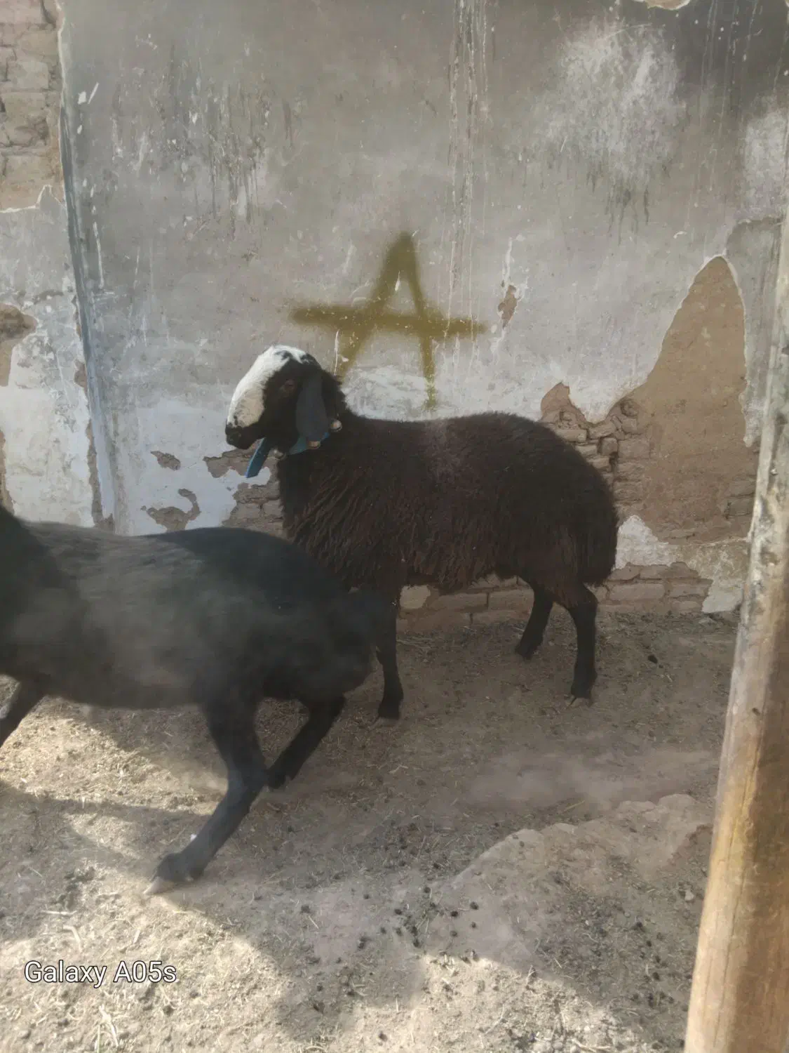 سلام یه راس بره قوچ شالی تازه دندان عوض کرده|حیوانات مزرعه|بوئین زهرا, |دیوار