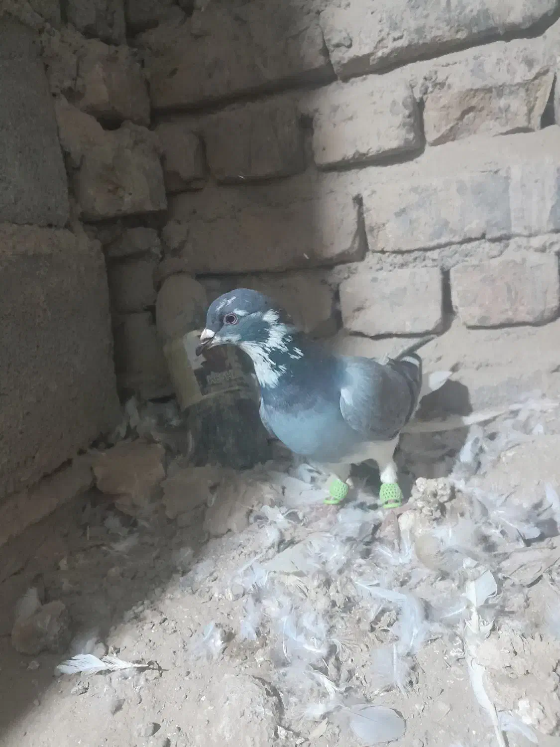 کفتر|پرنده|تربت جام, جامرود|دیوار