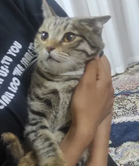 گربه ماده پیدا شده در منطقه الیهه|حیوانات|بیرجند, |دیوار