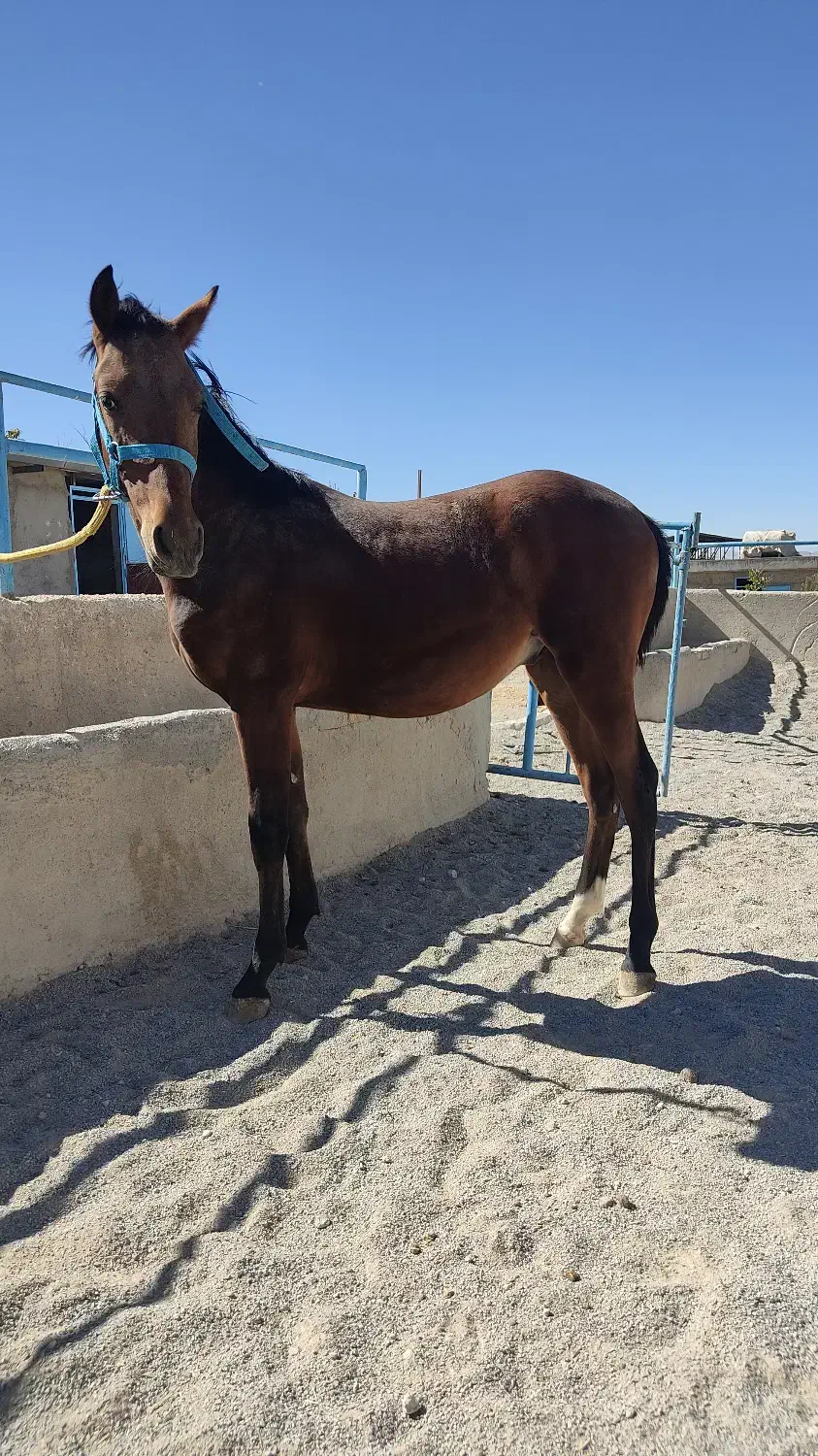 فروش دوعدد کره اسب|اسب و تجهیزات اسب‌سواری|بروجن, |دیوار