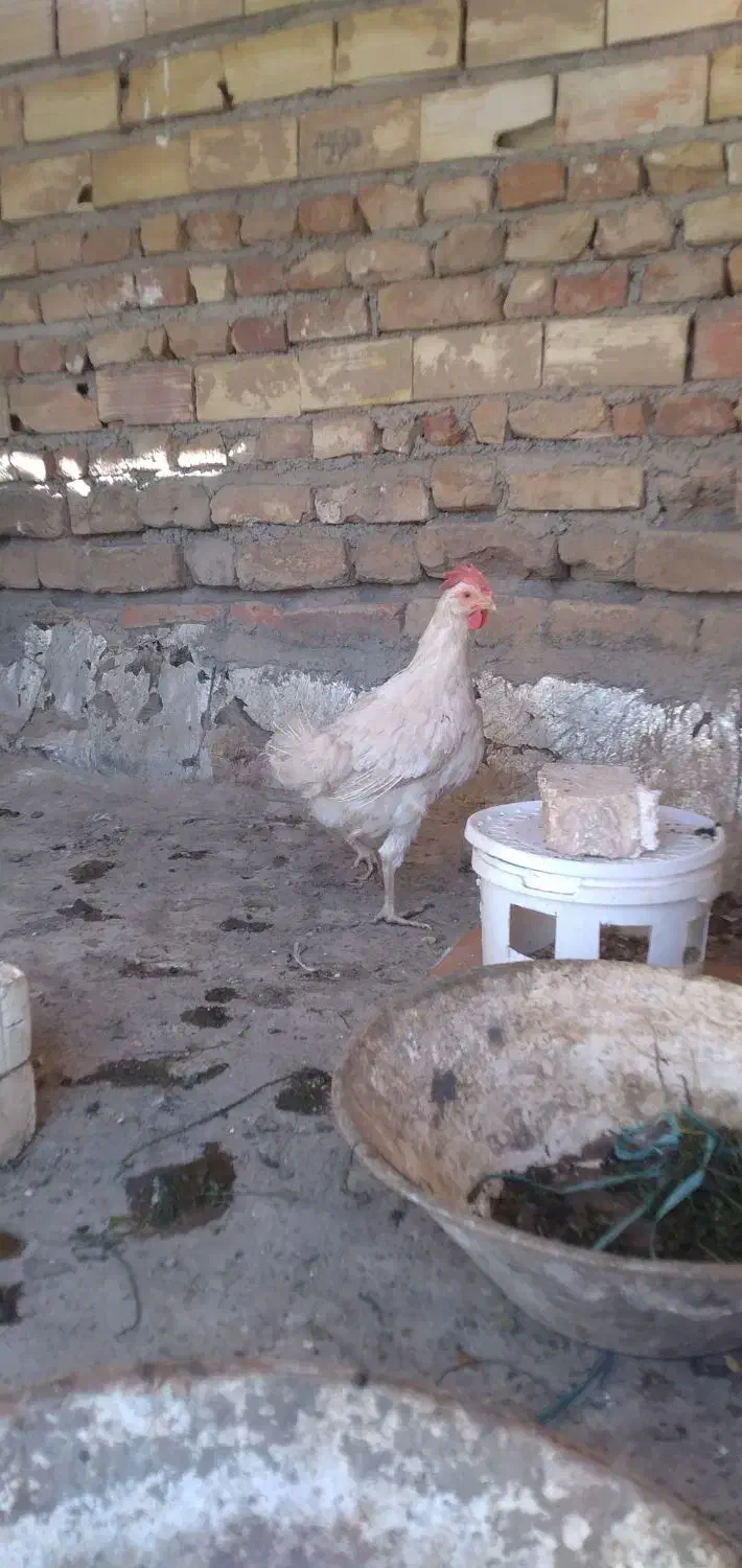 مرغ ماشینی تخم گذار سرحال|حیوانات مزرعه|قم, لسانی|دیوار