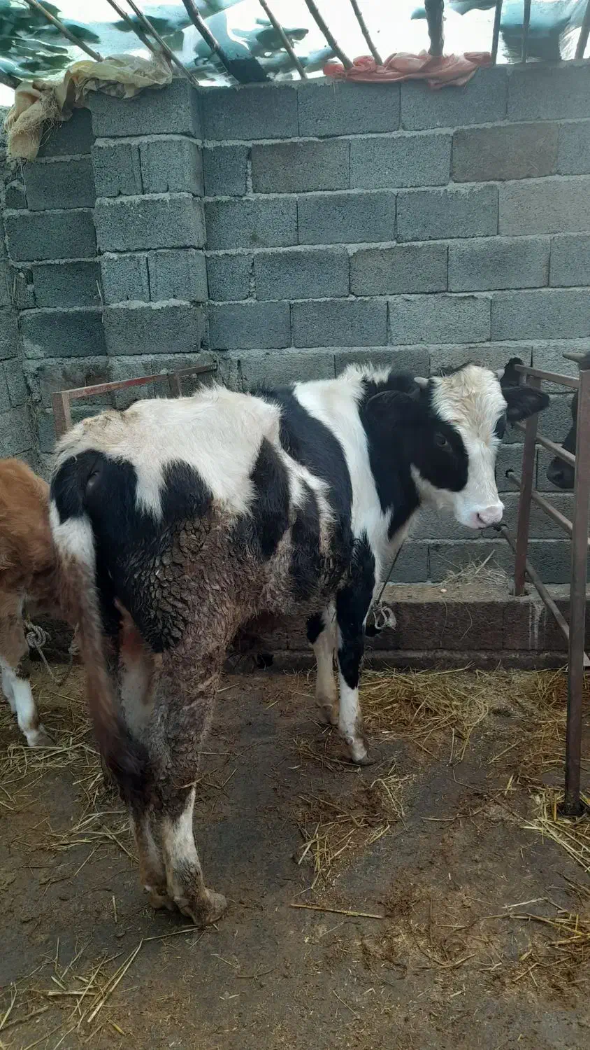 گاو نر هلشتین|حیوانات مزرعه|واجارگاه, |دیوار