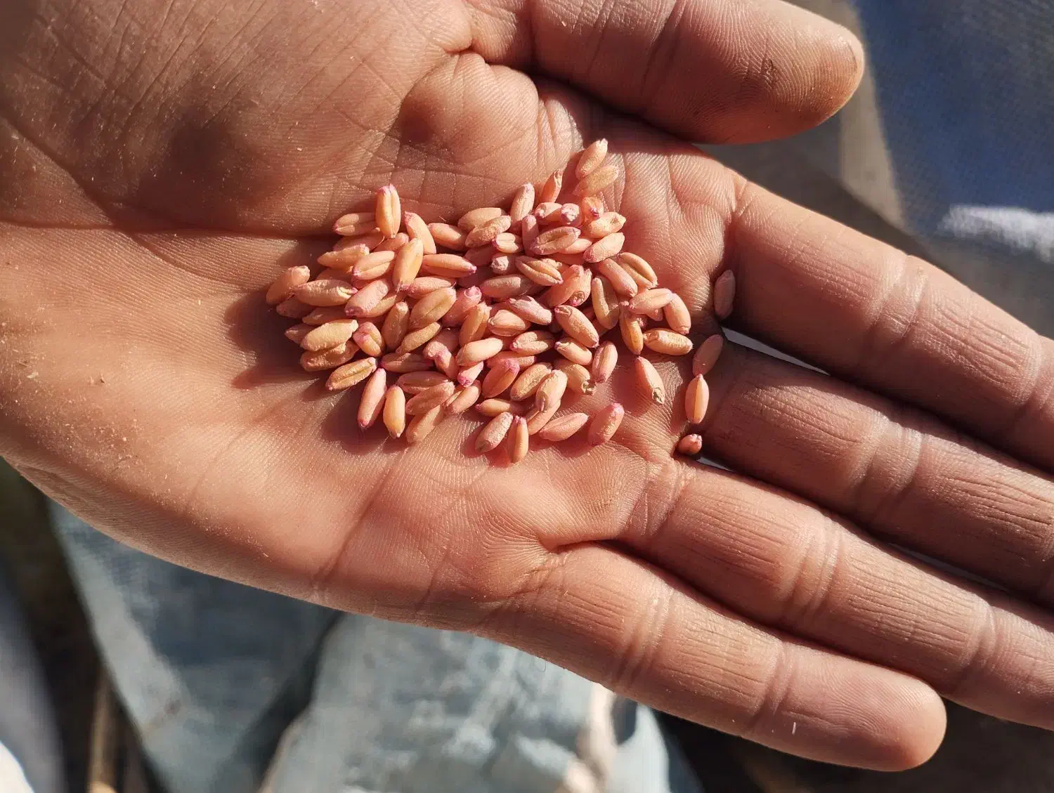 بذر گندم دیم|عمدهفروشی|الیگودرز, |دیوار