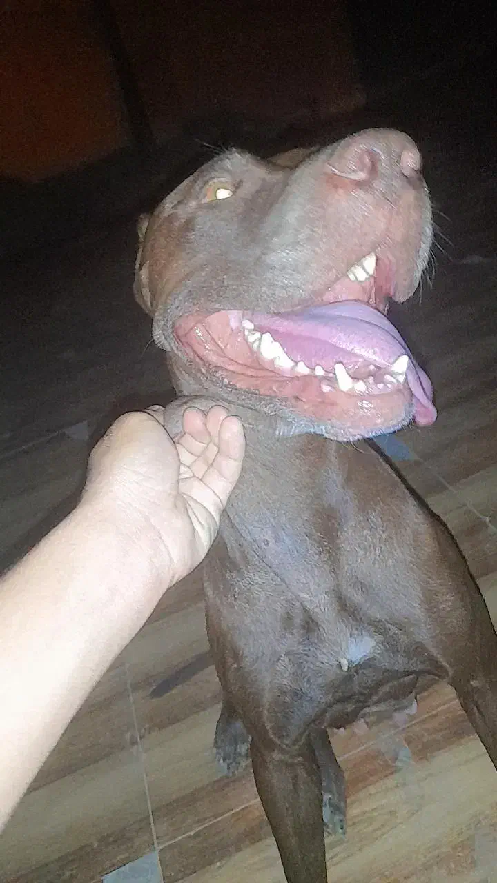 سگ پیت بول|سگ|جیرفت, |دیوار