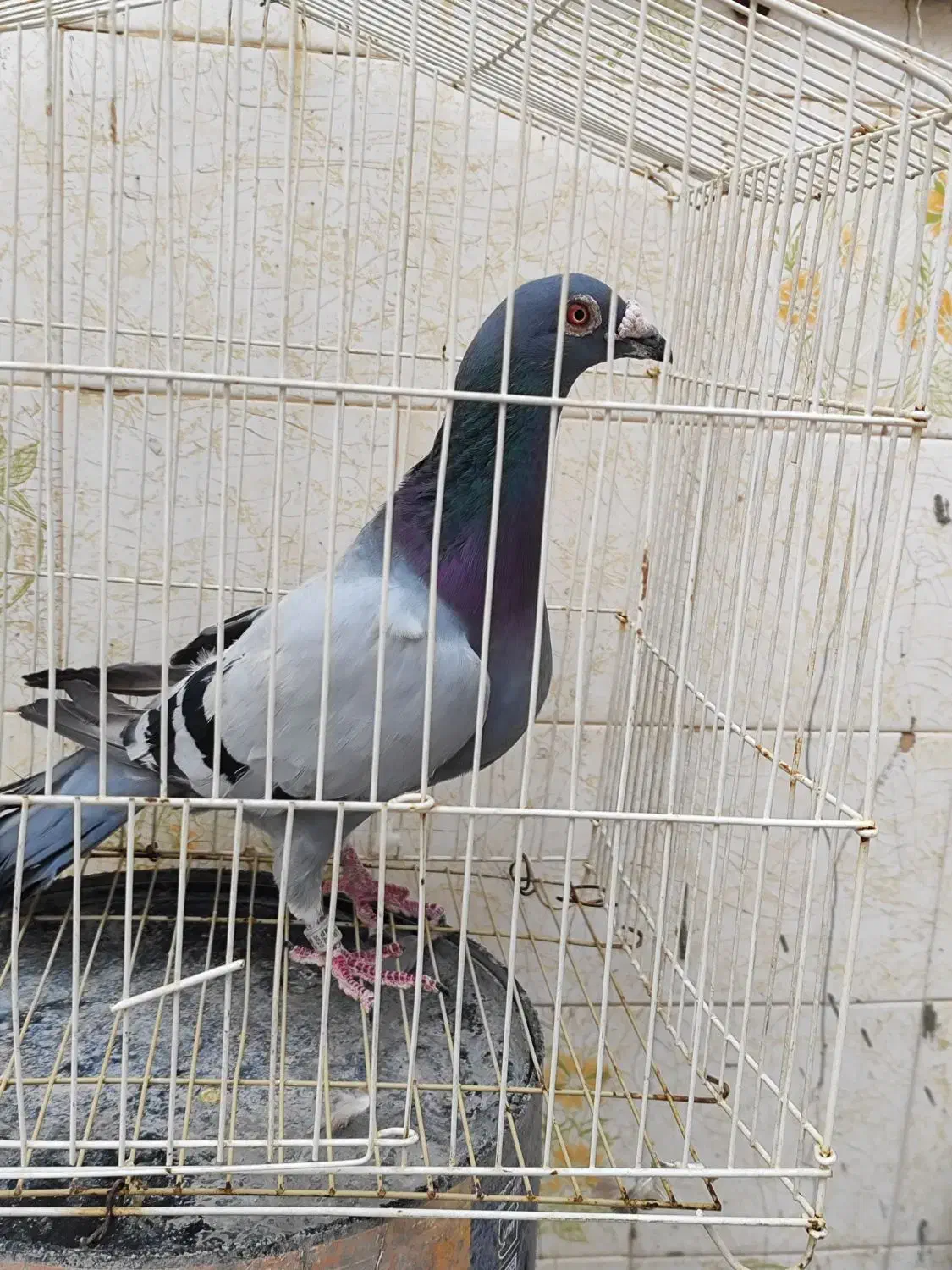 کبوتر پلاکی ثبتی|پرنده|مهران (ایلام), |دیوار