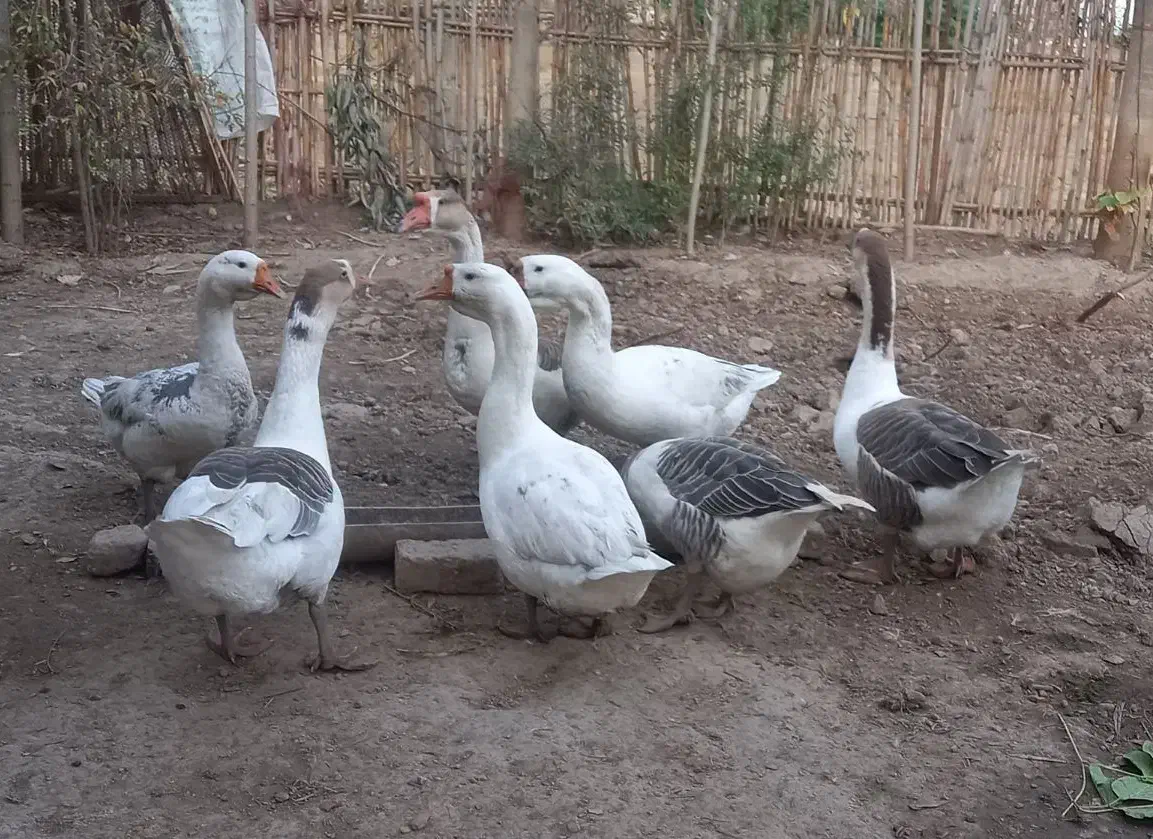 قو غاز ۶ ماهه|حیوانات مزرعه|خان ببین, |دیوار