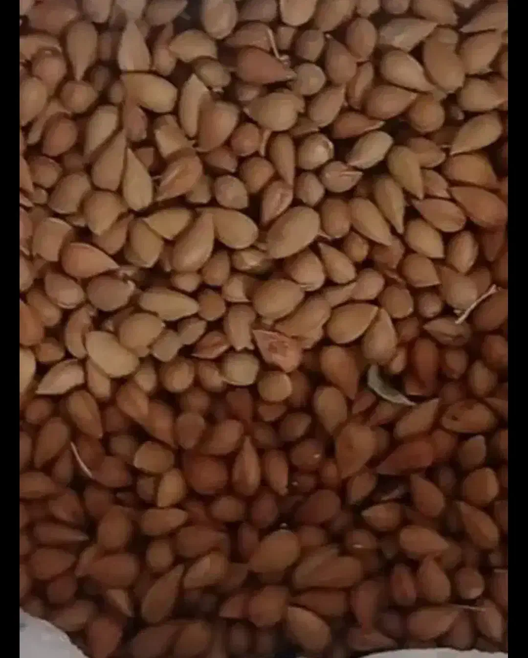 الوک تلخ|عمده‌فروشی|برازجان, |دیوار