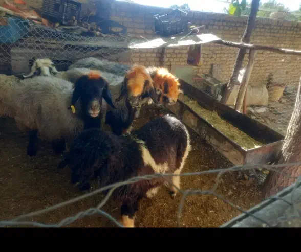 ۳تا میش بختیاری|حیوانات مزرعه|بابا حیدر, |دیوار