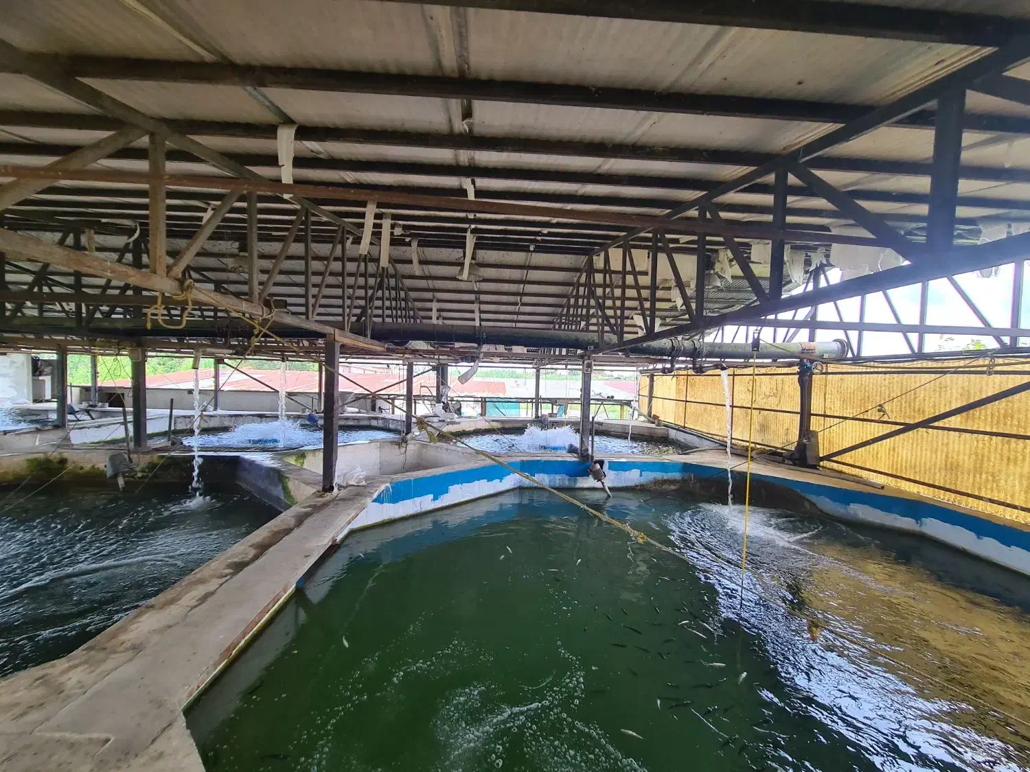 فروش مزرعه پرورش ماهی در زمین۶.۲۰۰ متر|فروش دفتر صنعتی، کشاورزی، تجاری|سرخرود, |دیوار