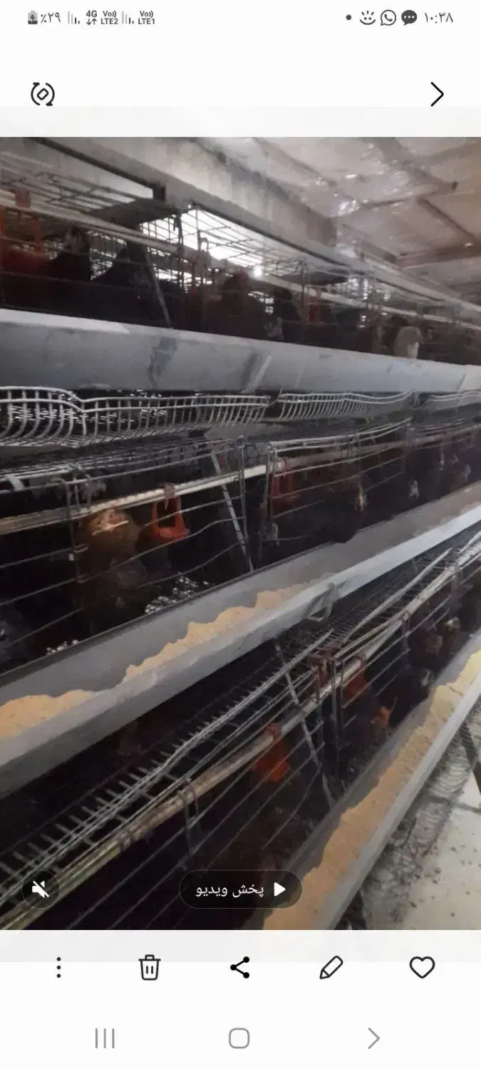 قفس تخم گذارمنبری|عمده‌فروشی|لامرد, |دیوار