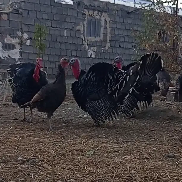 مرغ خروس و بوقلمون|حیوانات مزرعه|خوی, |دیوار