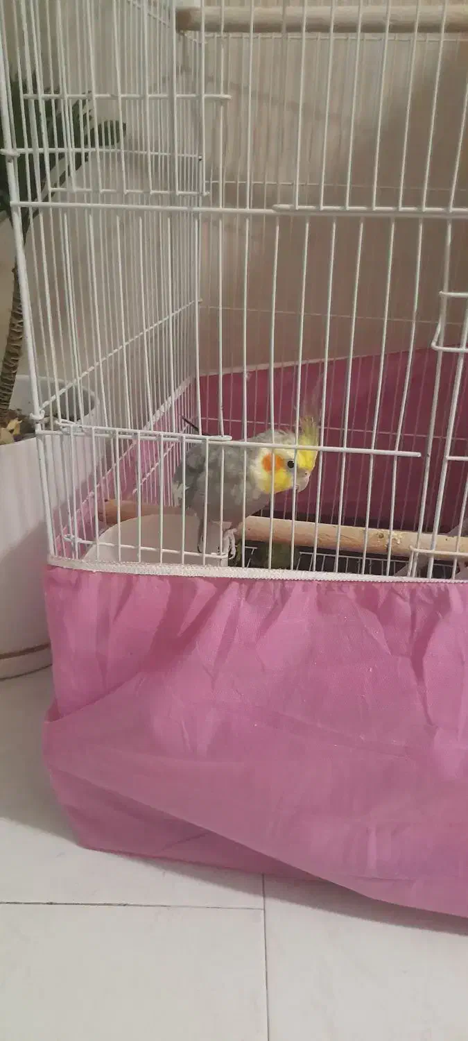 عروس هلندی|پرنده|فردیس, شهرک شهید حسینی|دیوار