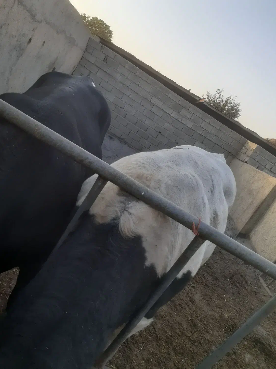 گوساله|حیوانات مزرعه|وحیدیه, |دیوار