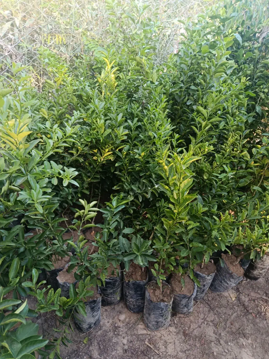 نهال لیمو محلی و چهار فصل|خدمات باغبانی و درختکاری|بندرعباس, |دیوار