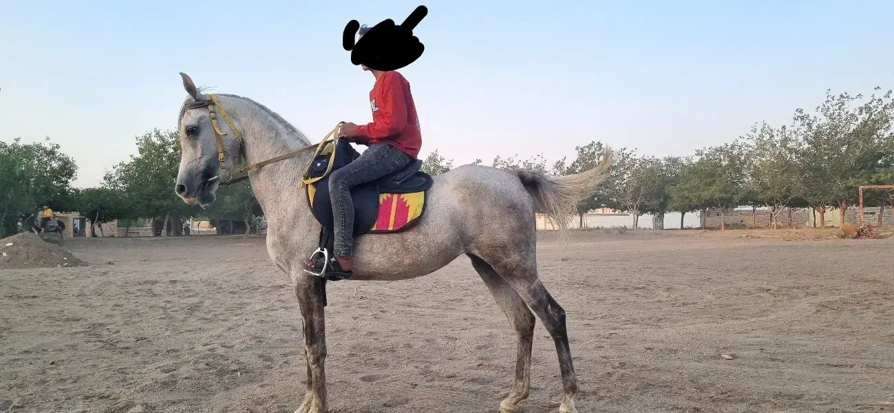 اسبکش عرب یک سر|اسب و تجهیزات اسب‌سواری|مشهد, فرودگاه|دیوار