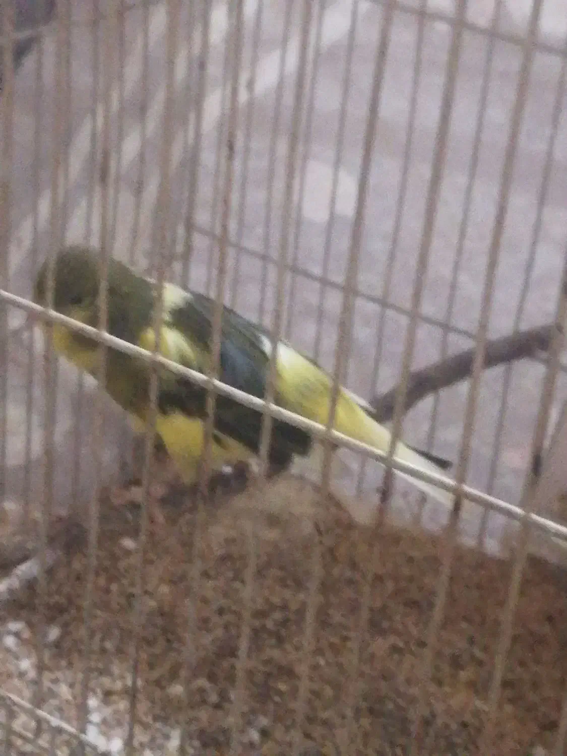 قناری ماده|پرنده|مشهد, همت آباد|دیوار