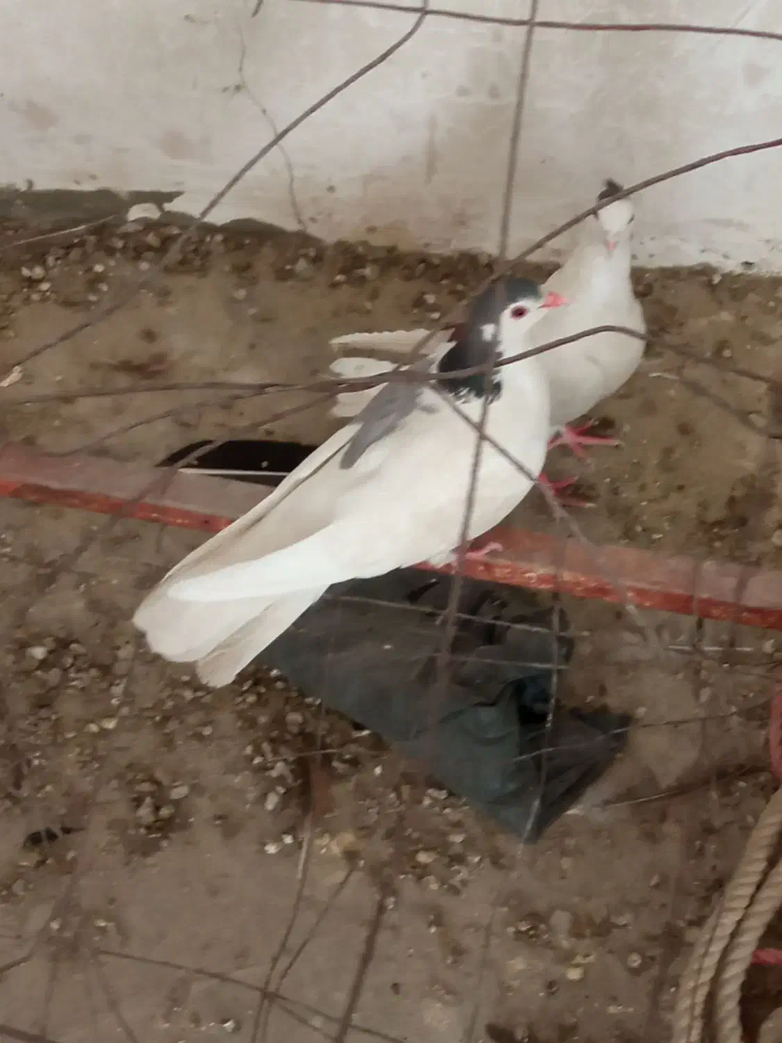 کبوتر کتل نرومادن|پرنده|اصفهان, شهشهان|دیوار