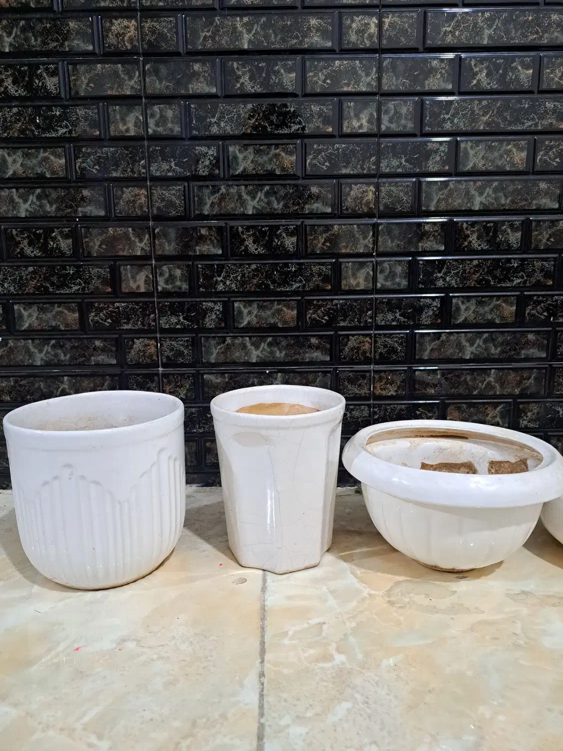 گل آپارتمانی بنسای و کاکتوس گلدان سرامیکی|گل و گیاه طبیعی|شیراز, تندگویان|دیوار