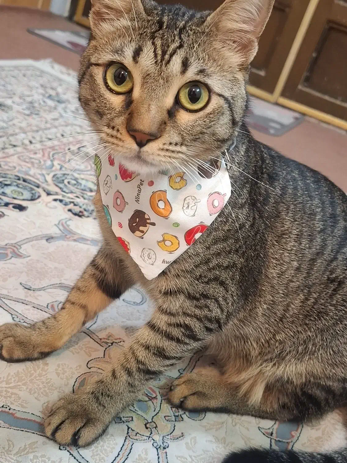 گربه خانگی، نر عقیم شده|گربه|بوشهر, |دیوار