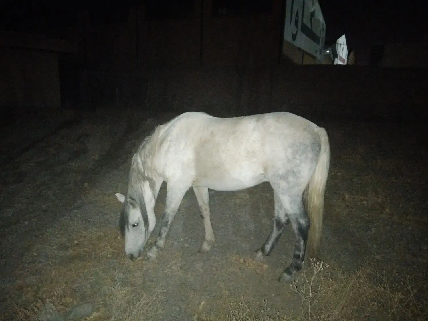 اسب نریون نیلی تاخت ،گردن کلفت قلدر مناسب سواری|اسب و تجهیزات اسب‌سواری|چناران, |دیوار