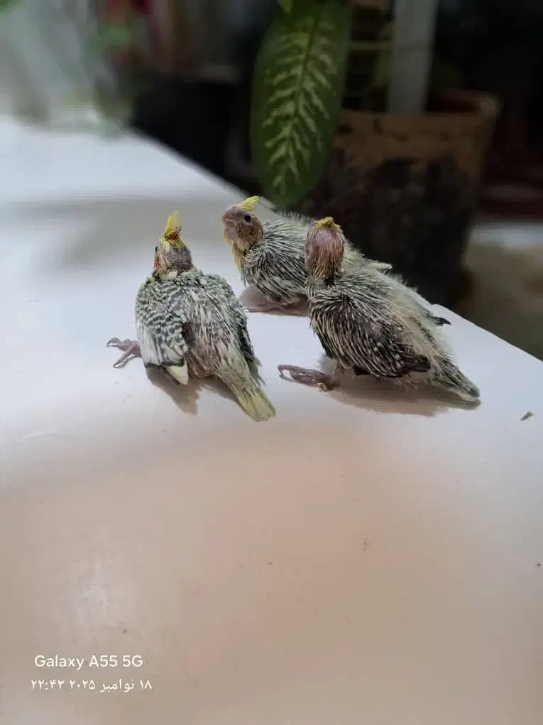 جوجه عروس هلندی|پرنده|کرج, کوی فرهنگ|دیوار