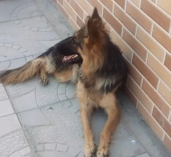 سگ ژرمن ماده باپاکوتانر|سگ|بم, |دیوار