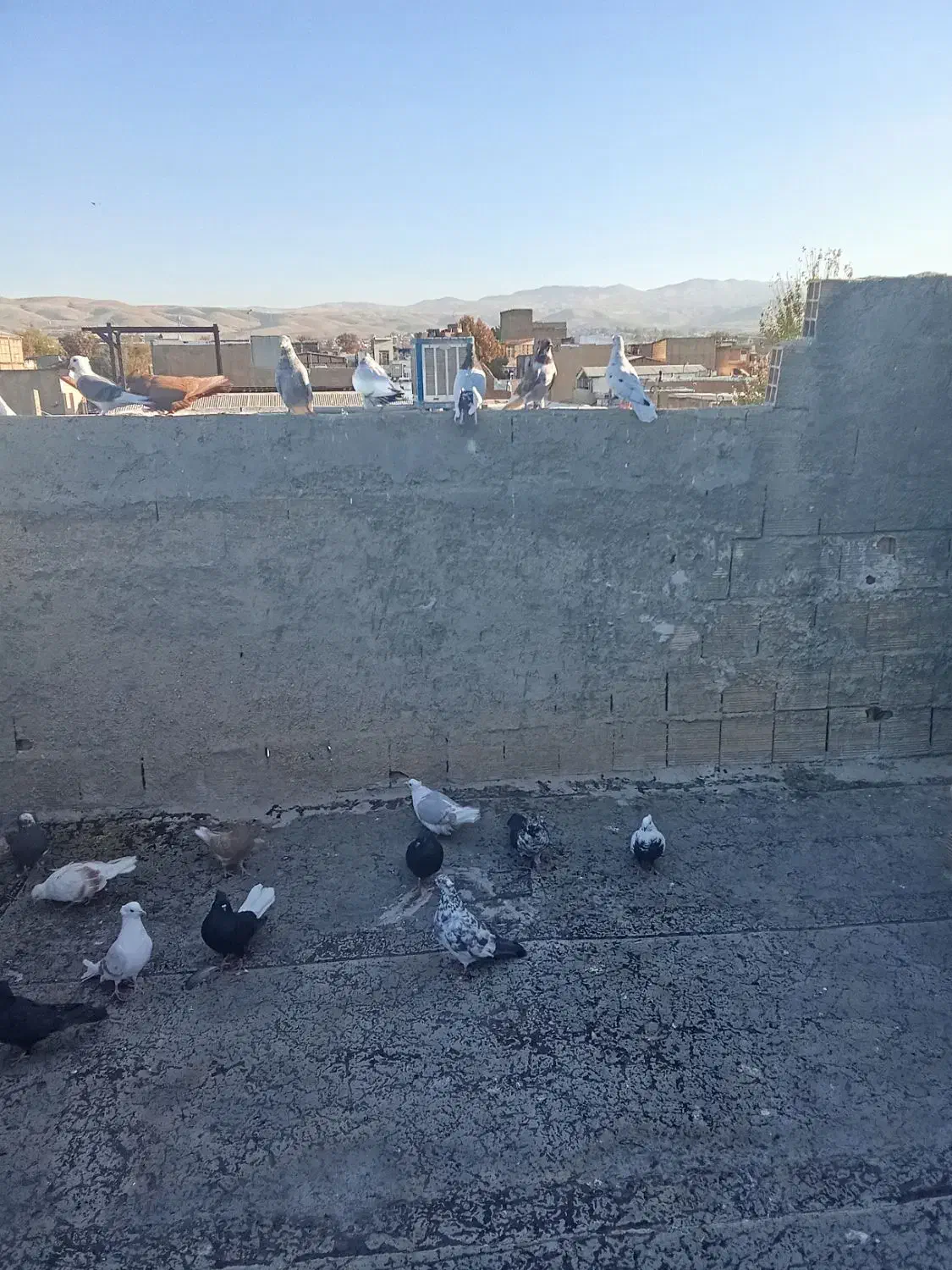 ی جفت زاغ دم سفید خوشگل|پرنده|شیروان (لرستان), |دیوار