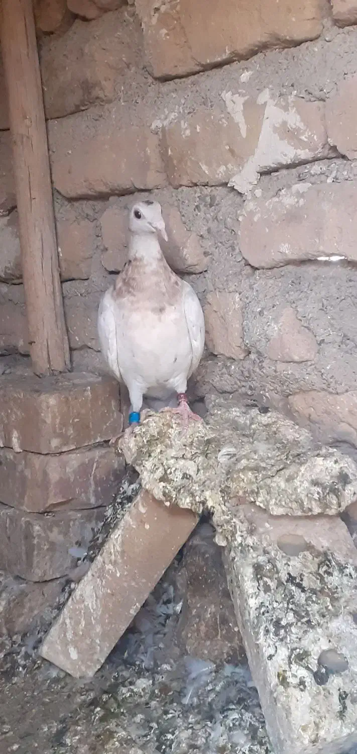 کفتر|پرنده|تایباد, |دیوار